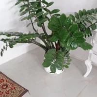 گل زامیفولیا بزرگ و شاداب