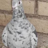 فروشی|پرنده|باوی, |دیوار