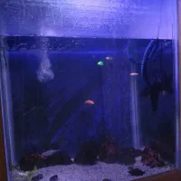 اکواریوم زیبا