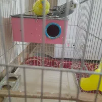 یک جفت مرغ عشق|پرنده|برازجان, |دیوار