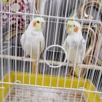 فروش یک جفت عروس