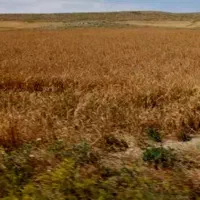 زمین-کشاورزی2000متر
