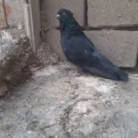 کفتر تهرانی