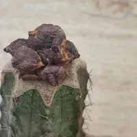 کاکتوس . آریو . گادزیلا . کالیفلاور. ابلق