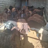 بره نر و ماده برای عید قربان