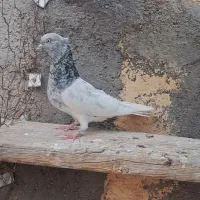 کله نقش کاکل نر.کله سبز کاکل ماده