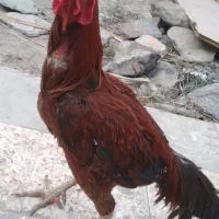 خروس