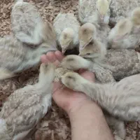 دو عدد جوجه بوقلمون یک ماهه معاوضه با جوجه اردک