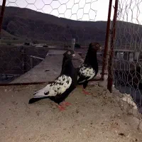 سینه سیاه|پرنده|داراب, |دیوار