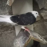 11 کفتر|پرنده|کرج, حصار|دیوار