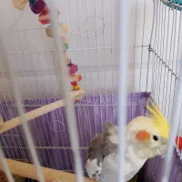 یک‌جفت عروس هلندی نروماده