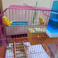 مرغ عشق|پرنده|گرگان, |دیوار