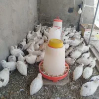 بلدرچین تخم گذار