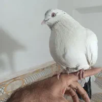 نر کله دم سیاه و..