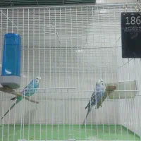 مرغ عشق جوجه کش نژاد انگلیسی