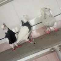 فرش طرح کبوتر