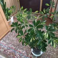 گل شیفلر ابلق طلایی شاداب سر حال