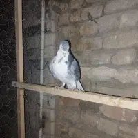 ماده زره گل دار