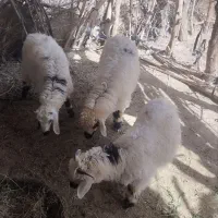 گوسفندان خیلی سرحال عالی هستن