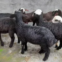 گوسفند شیشک جوان بابره
