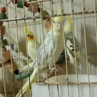فروش طوطی عروس|پرنده|ساری, |دیوار