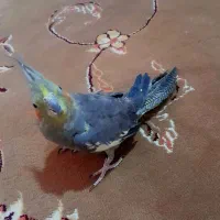 عروس هلندی