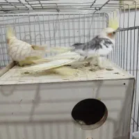 عروس هلندی به همراه جوجه