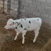 گاو شیری شکم دوم با گوساله ماده|حیوانات مزرعه|قشلاق دشت, |دیوار