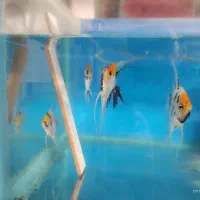 انواع ماهی زینتی|ماهی|همدان, |دیوار