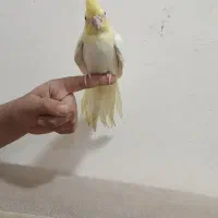 جوجه نر لوتینو|پرنده|بندر امام خمینی, |دیوار