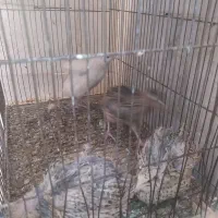 بلدرچین مینیاتوری