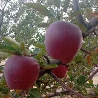 سیب قرمز