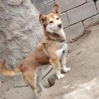 سگ خانگی