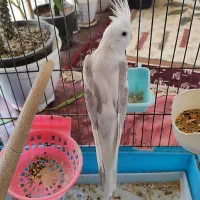 عروس هلندی آلبینو|پرنده|قدس, شهرقدس|دیوار