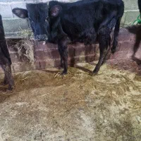 گوساله نر چالوسی یا گاو نر دو راس|حیوانات مزرعه|کوچصفهان, |دیوار