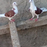 یک جفت نر و ماده دوکت سرخ 650