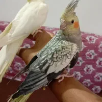 یک جفت عروس هلندی|پرنده|لالجین, |دیوار