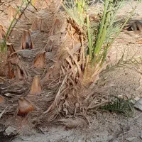 فسیل کلوته|کلکسیون و سرگرمی|رودبار (کرمان), |دیوار