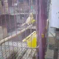 قناری|پرنده|بندرعباس, |دیوار