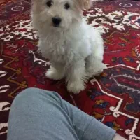 سگ شیتزو هفت ماهه