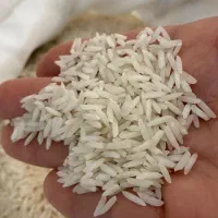 برنج هاشمی وسرلاشه هاشمی