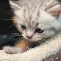 ۴ عدد توله گربه با رنگ کمیاب