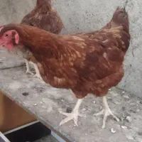 مرغ و خروس، جوجه
