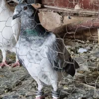 کفتر سوسکی سبز۳۵۰ تمن .جفت سینه سیاه ۷۰۰ تمن