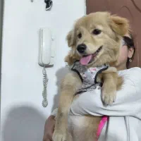 سگ ملوس ۳تومن|سگ|پاکدشت, پاکدشت (مامازند)|دیوار