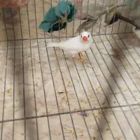 فنج نر مست مست معاوزه با ماده