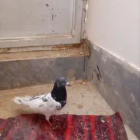 کفتر رنگی|پرنده|قم, گلزار|دیوار