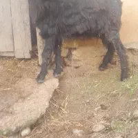 بز نر ۳۵کیلو گوسفند|حیوانات مزرعه|صومعهسرا, |دیوار