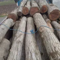 خدمات خرید چوب آلات و چوب گردو به بالاترین قیمت|خدمات باغبانی و درختکاری|الشتر, |دیوار