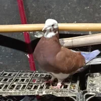 کبوتر پرشی تضمین|پرنده|فاضل آباد, |دیوار